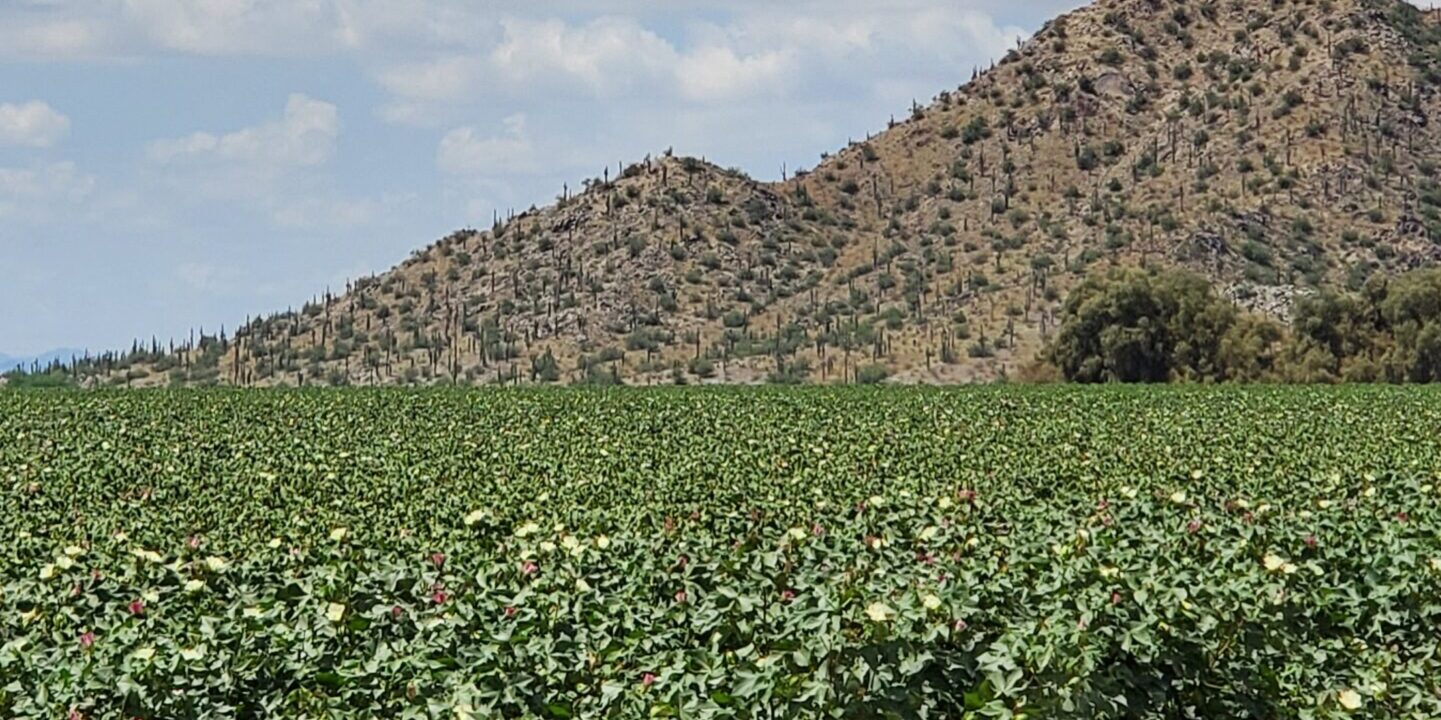 Ramona Farms Cotton field by Aji Mountain D4-0001